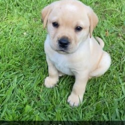 Labrador Puppies - For Sale/Labrador Retriever/Both/Younger Than Six Months,Purebred Labrador puppies born 13th August 2023.Ready for their forever homes from 8/10/2023With their cute faces, wagging tails, endless love, gentle nature, and loving temperaments these puppies will melt your heart.Our puppies have been socialising with children, adults, and cats.Mum (Luna) lives with us and Dad (Banjo) is my sister’s 3rd child.Both parents have been raised on top quality pet food and are extremely friendly, gentle, calm, and obedient Black Labradors.Puppies are being feed Hill’s Science Diet Puppy food.Microchipped, vaccinated and vet checked at 6 weeks of age.Worming has been done every 2 weeks.1 Black Boy2 Black Girls - Orange Girl SOLD3 Golden Boys - Blue Boy PENDING3 Chocolate Girls- Pink & Orange Girls SOLDPick up Bannockburn or Colac. 