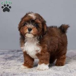 Cody/Shih-Poo									Puppy/Male	/11 Weeks,Meet Cody, the adorable Shih-Poo puppy who is eagerly awaiting his new home. Raised with love by a family, Cody comes vet-checked and guaranteed healthy.