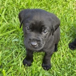 Labrador Puppies - For Sale/Labrador Retriever/Both/Younger Than Six Months,Purebred Labrador puppies born 13th August 2023.Ready for their forever homes from 8/10/2023With their cute faces, wagging tails, endless love, gentle nature, and loving temperaments these puppies will melt your heart.Our puppies have been socialising with children, adults, and cats.Mum (Luna) lives with us and Dad (Banjo) is my sister’s 3rd child.Both parents have been raised on top quality pet food and are extremely friendly, gentle, calm, and obedient Black Labradors.Puppies are being feed Hill’s Science Diet Puppy food.Microchipped, vaccinated and vet checked at 6 weeks of age.Worming has been done every 2 weeks.1 Black Boy2 Black Girls - Orange Girl SOLD3 Golden Boys - Blue Boy PENDING3 Chocolate Girls- Pink & Orange Girls SOLDPick up Bannockburn or Colac. 