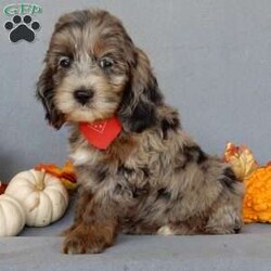 Bingo/Cockapoo									Puppy/Male	/8 Weeks,Prepare to fall in love!!! My name is Bingo and I’m the sweetest little F1 cockapoo looking for my furever home! One look into my warm, loving eyes and at my silky soft coat and I’ll be sure to have captured your heart already! I’m very happy, playful and very kid friendly and I would love to fill your home with all my puppy love!! I am full of personality, and ready for adventures! I stand out way above the rest with my beautiful uniquely marked blue merle with copper coat!!…(If you try to find one just like me you’ll be looking forever) I will come to you vet checked, microchipped and up to date on all vaccinations and dewormings . I come with a 1-year guarantee with the option of extending it to a 3-year guarantee and shipping is available! My mother is River, our beautiful 25# merle and white cocker spaniel with a heart of gold and my father is Atlas, a 16# AKC red mini poodle and he has been genetically tested clear ! Both of the parents are on the premises and available to meet!! Why wait when you know I’m the one for you? Call or text Martha to make me the newest addition to your family and get ready to spend a lifetime of tail wagging fun with me! (7% sales tax on in home pickups) 