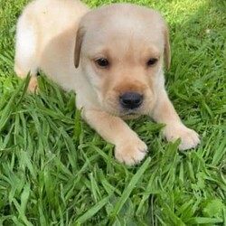 Labrador Puppies - For Sale/Labrador Retriever/Both/Younger Than Six Months,Purebred Labrador puppies born 13th August 2023.Ready for their forever homes from 8/10/2023With their cute faces, wagging tails, endless love, gentle nature, and loving temperaments these puppies will melt your heart.Our puppies have been socialising with children, adults, and cats.Mum (Luna) lives with us and Dad (Banjo) is my sister’s 3rd child.Both parents have been raised on top quality pet food and are extremely friendly, gentle, calm, and obedient Black Labradors.Puppies are being feed Hill’s Science Diet Puppy food.Microchipped, vaccinated and vet checked at 6 weeks of age.Worming has been done every 2 weeks.1 Black Boy2 Black Girls - Orange Girl SOLD3 Golden Boys - Blue Boy PENDING3 Chocolate Girls- Pink & Orange Girls SOLDPick up Bannockburn or Colac. 