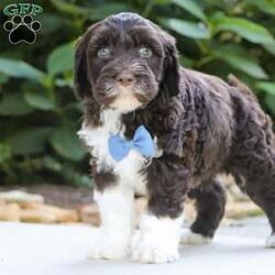 Max/Portuguese Water Dog									Puppy/Male	/6 Weeks,Introducing Max, a stunning, AKC Portuguese Water Dog! He has a friendly and outgoing temperament that seems to attract everyone he’s around. We spend lots of time socializing our puppies from day one, this helps them mature into confident and adaptable dogs. If you’re looking for a companion to spend the day at the park with, you’re at the right place! This little guy loves adventures or spending time with the people he loves. Portuguese Water Dogs are known to make great family pets, they are highly trainable and super gentle with children. The beautiful Mama to this litter is named Jill and weighs 40 lbs. She has a super sweet personality and is a family favorite. The Dad, Tucker weighs 47 lbs. He is a handsome and intelligent fella and is always up for an adventure. All the babies are up to date on necessary vaccines and dewormer, and will be vet checked. We also include the AKC registration application. Our one year genetic health guarantee is also included with each puppy. For any more information or to schedule a visit, please call or text anytime, Monday through Saturday! -Marilyn