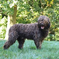 Max/Portuguese Water Dog									Puppy/Male	/6 Weeks,Introducing Max, a stunning, AKC Portuguese Water Dog! He has a friendly and outgoing temperament that seems to attract everyone he’s around. We spend lots of time socializing our puppies from day one, this helps them mature into confident and adaptable dogs. If you’re looking for a companion to spend the day at the park with, you’re at the right place! This little guy loves adventures or spending time with the people he loves. Portuguese Water Dogs are known to make great family pets, they are highly trainable and super gentle with children. The beautiful Mama to this litter is named Jill and weighs 40 lbs. She has a super sweet personality and is a family favorite. The Dad, Tucker weighs 47 lbs. He is a handsome and intelligent fella and is always up for an adventure. All the babies are up to date on necessary vaccines and dewormer, and will be vet checked. We also include the AKC registration application. Our one year genetic health guarantee is also included with each puppy. For any more information or to schedule a visit, please call or text anytime, Monday through Saturday! -Marilyn