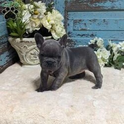 Missy/French Bulldog									Puppy/Female	/12 Weeks,Meet Missy,a gorgeous blue Frenchie girl.She will be well balanced in build and She is the sweetest,happiest playful puppy that will melt your heart.She is very healthy and will be a great addition to a lucky family!