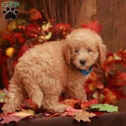 Cinnamon/Mini Goldendoodle									Puppy/Male	/8 Weeks,Are you looking for a playful Mini Goldendoodle puppy to spice up your fall festivities? Say hello to our Mini Goldendoodle puppies! We are searching for loving homes who are specifically looking to adopt a family raised puppy. Each of our puppies are well socialized with children and used to being played with and held. They are up to date on shots and dewormer and vet checked. We would love to learn what you are looking for in a new puppy! Contact us today to get started in the adoption process! 