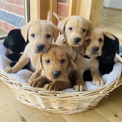 Stunning KC Fox Red Labrador Puppies Hip Scored/Labrador/Mixed Litter/8 weeks,We are delighted to announce that our gorgeous KC registered fox red Labrador, Roxy, has given birth to 8 adorable puppies - 3 girls and 5 boys. There are 5 fox red, 1 yellow and 2 black puppies.

Both parents have excellent hip (2/4 and 3/4) and elbow scores (0/0) and are fully health tested. The puppies will be KC registered and come from excellent pedigree with FTCH on both sides.

Dam, Roxy, is our very special fox red Labrador. She is extremely loving, friendly, playful and enjoys lots of attention. She is also very loyal and doesn’t leave our side. Roxy comes from excellent breeding, with excellent hip and elbow scores and many FTCH in her pedigree. She is hip and elbow scored and hereditary clear of the following:
• BVA Hip Score: 3/4
• BVA Elbow Score: 0/0
• DNA - EIC clear
• DNA - CNM clear

Sire, Scout, is our very own KC Registered Black Labrador. He is a very friendly boy with such a lovely temperament and you will fall in love with him as soon as you meet him! He is a very handsome and strong Labrador. Scout has FTCH in his pedigree, is retriever trained and has been used as a working dog prior to coming to live with us. He has excellent hip and elbow scores of 2/4 and 0/0!!
Scout has been Health Tested and is completely clear of the following:
• EIC clear
• Prcd-PRA clear
• SD2 clear
• CNM clear
• HNPK clear
• BVA Hip Score – 2/4
• BVA Elbow Score – 0/0
• Inbreeding coefficient – 0.8% (with 6.6% being average).

The puppies available are:
- 2 x fox red girls - £850
- 1 x yellow girl
- 3 x fox red boys - £850
- 2 x black boys

I am always available for advice after the puppies leave us and would love pup updates.

The puppies will go to their forever homes with a puppy pack that includes:
- KC certificate,
- Puppy microchipping,
- 1st vaccination,
- Worming,
- Puppy contract to protect both parties,
- 4 week free insurance with Pet Plan.

The puppies will be ready to leave from 16th October.

A non-refundable deposit of £200 to be paid to secure the puppy of your choice and the remainder at on collection. We are happy for you to come and view the pups or we can send pictures/videos or do a video call.

Please do not hesitate to call or message me, with any questions.