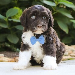 Max/Portuguese Water Dog									Puppy/Male	/6 Weeks,Introducing Max, a stunning, AKC Portuguese Water Dog! He has a friendly and outgoing temperament that seems to attract everyone he’s around. We spend lots of time socializing our puppies from day one, this helps them mature into confident and adaptable dogs. If you’re looking for a companion to spend the day at the park with, you’re at the right place! This little guy loves adventures or spending time with the people he loves. Portuguese Water Dogs are known to make great family pets, they are highly trainable and super gentle with children. The beautiful Mama to this litter is named Jill and weighs 40 lbs. She has a super sweet personality and is a family favorite. The Dad, Tucker weighs 47 lbs. He is a handsome and intelligent fella and is always up for an adventure. All the babies are up to date on necessary vaccines and dewormer, and will be vet checked. We also include the AKC registration application. Our one year genetic health guarantee is also included with each puppy. For any more information or to schedule a visit, please call or text anytime, Monday through Saturday! -Marilyn