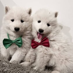Purebred Samoyeds/Samoyed/Both/Younger Than Six Months,Hey all :) we have 6 purebred Samoyed puppies ready to go to their forever new homes on the 8’th of the month…we have 4 males and 2 females…they are absolutely adorable as you can see (wish i could keep them all :))) )Such little sweethearts….Mum and dad are also purebred and have amazing temperaments…..Pups have all been vaccinated wormed fully vet checked and microchipped…for more info you can contact me on ******4840 REVEAL_DETAILS 