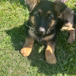 German shepherd puppies /German Shepherd Dog/Both/Younger Than Six Months,German shepherd puppies, born 7/8/23 ready for their new homes on the 2/10/23. Vax, microchipped and wormed. Well socialised with children. 2x males and 1x female 