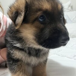German shepherd puppies /German Shepherd Dog/Both/Younger Than Six Months,German shepherd puppies, born 7/8/23 ready for their new homes on the 2/10/23. Vax, microchipped and wormed. Well socialised with children. 2x males and 1x female 