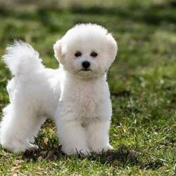 Poochons / Bichoodles Bichon Frise x Tea Cup Poodle/Bichon Frise/Both/Younger Than Six Months,A delightful mix between the bichon frisé and a toy or miniature poodle, the poochon—also called the bichon poo and bichpoo—is a popular “doodle” mix. From their teddy bear-esque looks to their friendly personalities, the poochon is a hard dog not to love.Black girl tiny sweet character tail always wagging and eager to playChocolate boy is like a wind up toy he will follow you all day .Mum is a little white ball of happiness Bichon FriseDad is a very well bred DNA clear tea cup chocolate poodle .These puppies have had their first vaccinations are microchipped and have been wormed regularlyBorn on the 31/07/2023Now 10 weeks old they are ready to find their new homesWe are located at Logan village and encourage you to visit us to meet these puppies