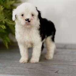 Bella/Mini Sheepadoodle									Puppy/Female	/7 Weeks,Say hi to Bella, an adorable lil Mini Sheepadoodle puppy who will be around 32 lb as a full grown dog! She has had a lot of interactions with both adults and children as well as cats and larger dogs.