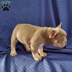 Rocky/Frenchton									Puppy/Male	/8 Weeks,Rocky is a very sweet  and friendly puppy.  He has blue eyes,  he loves to play with children  and his siblings. Please see my video below. 