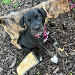 Adopt a dog:Sweet CC/Catahoula Leopard Dog/Female/Baby,Cece- where do I start with this little cutie! If you are looking for a sweet affectionate princess then Cece is your girl! This precious baby is so gentle and sweet. She loves to play and hop around the garden with her sister. She is very curious about the farm life as we have chickens and she isn’t shy to try and play with them to. Snuggling is one of Ceces favorite things to do! She will push her nose up under your chin for her ultimate nap time!  She will be a loyal dog to whomever adopts her beautiful soul.