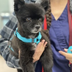 Adopt a dog:Teddy/Pomeranian/Male/Senior,Meet Teddy! This little Pomeranian is 9 years old and just 10 lbs. Teddy lives up to his name: he is the sweetest, fluffiest and cuddliest Teddy Bear come to life.


	General Behavior: Teddy is a sweet and gentle guy. He's laid back and chill, making for a great companion, especially if you're working from home or retired, he'll be your constant, calm sidekick. Every time he goes for a walk, he gets so many compliments and how cute and docile he is. He is soft and fluffy and his fosters really do call him Teddy Bear. Despite his age, sometimes you still see the puppy in him with his occasional outburst of excitement (especially if food is involved).
	Likes & Dislikes: Teddy just wants to be near his people. He will follow you around wherever you go. He doesn't mind being picked up and carried. He also loves going on car rides. He likes sleeping on high back dog beds where he can snuggle in the corner. He doesn't really play with toys, but he sure does love treats and meal time.
	Training: Teddy is a little gentleman! He is housetrained if let out regularly, he walks well on a leash, he's well behaved in the car and generally he has great basic manners. He is food motivated and can sit and give you his paw while waiting for his treat. He can mesmerize you with his puppy eyes but don't be fooled: he is patiently waiting for you to drop something to eat.
	Medical: Teddy takes his monthly heartworm and flea preventatives as each dog should, but he also suffers from environmental allergies so when he gets itchy, a quick allergy shot does the trick (he currently has a Cytopoint shot as-needed when Florida allergens are at their worst). Teddy is also on daily oral medication, he takes Enalapril for his heart (which is mildly enlarged) and Hycodan to manage a cough - both medications are completely effective and Teddy lives a normal, happy and comfortable life - these meds run less than $20/month. 
	Other Animals: Teddy is just fine with other dogs and cats too - he's such a chill guy, he doesn't mind the company of furry friends at all as long as they're friendly like he is.
	Children: Gentle Teddy is good with respectful children. 
	Home: Teddy would do well in an apartment, condo, or single-family home - a yard to roam and do his business is great, but leashed walks work well for this little guy too, he's not picky!
	Grooming: As a Pomeranian, Teddy will need professional grooming every 8-10 weeks with nail trims and at-home baths in between. Teddy is great with groomingm he doesn't fuss a bit and he's a perfect gentleman for his spa treatments. 
	Overall: Teddy is a wonderful little dog who would make a great companion for someone who's looking for an adorable, devoted sidekick and someone who is committed to spoiling him rotten and snuggling him like a Teddy Bear for the rest of his life. 


Is Teddy the best friend you've been waiting for? Then visit our website www.PoodleandPoochRescue.org where you will find the application to adopt. You'll be put in contact with his foster family if it's a match. He is up to date on vaccines, heartworm negative, microchipped, neutered and recently had his teeth cleaned. His adoption donation is $250.