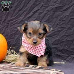 Barry/Yorkie									Puppy/Male	/8 Weeks,his baby boy is ready to find his forever home! He is expected to be 6-8 lb full grown. He is being family raised with children and is very well socialized. He is up to date on all vaccines and preventive deworming. We encourage you to come meet him in person, however if you are out of the area, we offer facetime calls! If you have any questions or would like to make a deposit to place him on hold, give us a call/text or send us a message. All of our puppies go home with their proper paperwork, a 2 year genetic health guarantee, 30 free trail of Trupanion Pet Insurance, pre-paid registration that is emailed to you once you bring your puppy home, a pre-paid online K9 Master Class and microchipped. Each of our puppies also go home with some food to transition on, NuVet & treats. We do accept Venmo & PayPal.