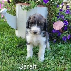 Sarah/Saint Berdoodle									Puppy/Female	/9 Weeks,Sarah is a sweet, playful Saint berdoodle looking for a home. She would make you a great pet and companion. Sarah will come up to date on shots and dewormer, 1 year health guarantee, and a health certificate. No Sunday business!