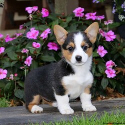 Abby/Pembroke Welsh Corgi									Puppy/Female	/10 Weeks,Meet Abby, a cute and cuddly Corgi puppy that can’t wait to share lots of snuggles with you! This sweet pooch is vet checked, up to date on shots & wormer plus the breeder provides a 6-month genetic health guarantee for Abby. And, her mother is available to visit with, she is the breeders family pet. You can learn more about this family raised pup who has been socialized with children, by calling the breeder today!