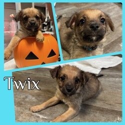 Adopt a dog:Twix/Mixed Breed/Male/Young,You can fill out an adoption application online on our official website.Twix is 1 of 10 babies born to mother Candy. Mom Candy is a small 20-30lb young adult who is sweet as sugar. The babies were born on September 8th, 2023 and will be available to go home at 8 weeks old on November 3rd, 2023. Feel free to put in an application in advance to get approved today!

To apply: https://papitstop.org/adoptable