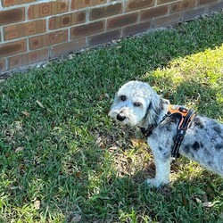 Adopt a dog:Diojii /Aussiedoodle/Male/Young,Meet Diojii: 2 yr old Mini AussieDoodle.  He is up to date on all vaccines, neutered & microchipped.  This little guy is fun loving eager to please & with great manners!  18 lbs full grown, recently groomed and has a few supplies to help him adjust to a new forever home.   Prefer a fenced yard but will consider others if you can walk him 3-4 times a day. 

Adoption application online. www.viprescuecfl.org