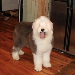 Rick/Old English Sheepdog									Puppy/Male	/5 Weeks,Rick is a Blue Eyed OES from Champion Lines. Our OES are available to PET homes only. Ready to go home November 10th! Momma is an OES named Rain and dad is an OES named Moose!