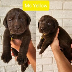 Purebred Labrador Retriever Puppies/Labrador Retriever/Both/Younger Than Six Months,7 adorable, healthy, purebred labrador retriever puppies. Currently 3 weeks old. Born on the 27th of September 2023. Will be ready for their new homes on the 11th of November (Saturday). Will come with vaccination, wormed every 2 weeks and microchipped.Dad - dudley labrador - is purebred and pedigree paperedMum - chocolate labrador - is purebred but not papered.So pups won't be papered.Price is VERY negotiable as we are selling our pups as pets and want them to find a loving home. Mum and Dad are also available for viewing. Please don't hesitate to message for more details and about pricing.Breeder Identification Number (BIN) : 0012952060704