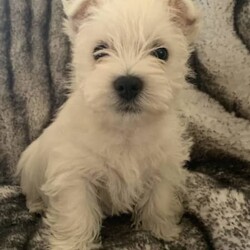 West Highland Terrier Babies soon ready for their new homes./West Highland White Terrier/Both/Younger Than Six Months,We have male and female westie puppies ready for their new homes from 5th November.The West Highland Terrier is a friendly, sturdy and spunky little breed.They are extremely confident and adaptable, this breed does not lack in self esteem.A Westie will be quick to announce an incoming visitor and then welcome them with a grin and a gaily wagging tail.The parents of this litter have all of these traits, they love people and get along with other pets and are very well mannered.Our Westie babies have been raised in our home with love and cuddles from day one.They are very confident and love to play and snuggle.These babies have had their first vaccination and have been microchipped, they have had a vet health check and and the new owner will get that report.They have a puppy pack to help them settle into their new home, it contains a blanket and toy that has the siblings and mothers scent, a bag of Royal Canin puppy biscuits which the puppy has been raised on to ensure optimum puppy health, and a puppy information folder with feeding guidelines and vet health documents.These little puppies are absolutely gorgeous and are for loving homes only.RPBA816