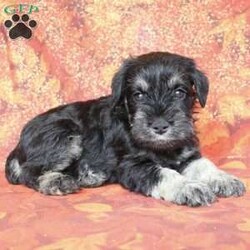 Timber/Miniature Schnauzer									Puppy/Male	/6 Weeks,Timber is a Black & Silver Miniature Schnauzer who comes with limited AKC registration. We offer full AKC registration for an extra fee. His tail has been docked according to breed standards and his ears are natural. He is 100% genetically clear for over 200 hereditary issues. We offer 30 days of free pet insurance and a 30 day health guarantee. If you would like to learn more about Timber contact us today! 