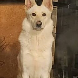 White PureBred German Shepherd Pups For Sale/German Shepherd Dog/Both/Younger Than Six Months,5 x Females2 x MalesPureBred White German ShepherdWe are delighted to announce that our White German Shepherds have had their second litter.They will be sold fully vaccinated, microchipped, flead and wormed and will be available to go to their loving families in 3 weeks.As shown in the photos, mum (Gemma) is snow white and dad (Buddy) is blonde white.They are both very gentle and playful with our children, yet both incredible guard/watch dogs.