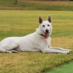 White PureBred German Shepherd Pups For Sale/German Shepherd Dog/Both/Younger Than Six Months,5 x Females2 x MalesPureBred White German ShepherdWe are delighted to announce that our White German Shepherds have had their second litter.They will be sold fully vaccinated, microchipped, flead and wormed and will be available to go to their loving families in 3 weeks.As shown in the photos, mum (Gemma) is snow white and dad (Buddy) is blonde white.They are both very gentle and playful with our children, yet both incredible guard/watch dogs.