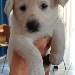 White PureBred German Shepherd Pups For Sale/German Shepherd Dog/Both/Younger Than Six Months,5 x Females2 x MalesPureBred White German ShepherdWe are delighted to announce that our White German Shepherds have had their second litter.They will be sold fully vaccinated, microchipped, flead and wormed and will be available to go to their loving families in 3 weeks.As shown in the photos, mum (Gemma) is snow white and dad (Buddy) is blonde white.They are both very gentle and playful with our children, yet both incredible guard/watch dogs.