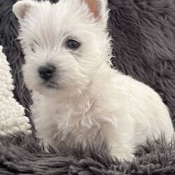 West Highland Terrier Babies soon ready for their new homes./West Highland White Terrier/Both/Younger Than Six Months,We have male and female westie puppies ready for their new homes from 5th November.The West Highland Terrier is a friendly, sturdy and spunky little breed.They are extremely confident and adaptable, this breed does not lack in self esteem.A Westie will be quick to announce an incoming visitor and then welcome them with a grin and a gaily wagging tail.The parents of this litter have all of these traits, they love people and get along with other pets and are very well mannered.Our Westie babies have been raised in our home with love and cuddles from day one.They are very confident and love to play and snuggle.These babies have had their first vaccination and have been microchipped, they have had a vet health check and and the new owner will get that report.They have a puppy pack to help them settle into their new home, it contains a blanket and toy that has the siblings and mothers scent, a bag of Royal Canin puppy biscuits which the puppy has been raised on to ensure optimum puppy health, and a puppy information folder with feeding guidelines and vet health documents.These little puppies are absolutely gorgeous and are for loving homes only.RPBA816