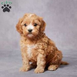 Kip/Cavapoo									Puppy/Male	/6 Weeks,AKC registered / Genetically tested Parents – Happy and healthy – F1 Cavapoo – Up to date on and deworming – Microchipped – 6 month health/1 year genetic guarantees(1yr/2yr if you remain on recommended food)- Full vet examination Call/text/email to schedule a time to come out and visit. We can ship to you, or can meet you at our airport. We can also meet in between if a reasonable distance.