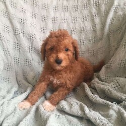 Mark/Mini Goldendoodle									Puppy/Male	/8 Weeks,Meet our adorable,playful mini goldendoodle puppies.They are raised on our family farm around small children and are looking for a forever home.They are up to date on vaccines and come with a health guarantee.Call us for more information.