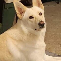 White PureBred German Shepherd Pups For Sale/German Shepherd Dog/Both/Younger Than Six Months,5 x Females2 x MalesPureBred White German ShepherdWe are delighted to announce that our White German Shepherds have had their second litter.They will be sold fully vaccinated, microchipped, flead and wormed and will be available to go to their loving families in 3 weeks.As shown in the photos, mum (Gemma) is snow white and dad (Buddy) is blonde white.They are both very gentle and playful with our children, yet both incredible guard/watch dogs.