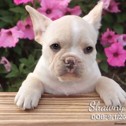 Shawny/French Bulldog Mix									Puppy/Female	/8 Weeks,Shawny is a light tan French Bulldog mix puppy born on 9/1/2023. She enjoys playing in the grass with her siblings and enjoying the world around her. Her mother, Bella, is a Frenchie/Jug and the father is a French bulldog.