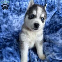 Paul/Siberian Husky									Puppy/Male	/9 Weeks,Beautiful gray and white AKC Siberian Husky puppies. All puppies are vet checked and given all age appropriate vaccines. We deworm at 2,4,6 and 8 weeks of age. The puppies are used to being handled. They are raised in our loving home with our children and other dogs. Parents are both Embark tested and cleared of genetic defects.  All puppies come with vet certificate, shot records, AKC papers, family tree, one year genetic health guarantee and a small starter bag of food. We offer continued support if you have any questions. We strive to give you the best possible puppy buying experience possible