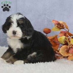 Beth/Bernedoodle									Puppy/Female	/6 Weeks,Fuffy,Cute are just a few words I would use to describe Beth.She comes up to date on all her shots and wormer.Tracy the Mother weighs 85lbs and Oliver the Father weighs 65lbs for more information about this sweetheart contact Barbara.