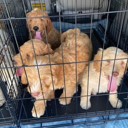 Adopt a dog:me/Miniature Poodle/Female/Baby,Adoption Event Nov 11th at 12pm at Petsmart Secaucus!  We will have a bunch of puppies available. Scheduled to have Cavapoos and Mini Goldendoodles , Mini Bernadoodles and chihuahua mix puppies . We will update with Pics on Wednesday when they arrive .. pics above are just examples of out last event 

Please fill out a application or email wrwanimalrescue@yahoo.com 

https://form.jotform.com/230230464287149