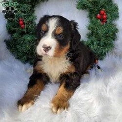 Luna/Bernese Mountain Dog									Puppy/Female	/4 Weeks,Meet Luna! She is a Bernese Mountain Dog. She is up to date on all vaccinations and dewormer. She is also microchiped and vet checked!