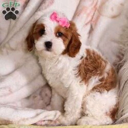 Harper/Cavapoo									Puppy/Female	/8 Weeks,Meet Harper a cutie like this is a rare find! Harper is a Cavapoo. This sweet dog is the missing piece to your family puzzle. Her gentle nature, intelligence, and undeniable cuteness will bring warmth and happiness to your home. With her cute puppy dog eyes and her winning ways, she is sure to have you wrapped around her paw in no time! She loves to run and play in the outdoors and will never turn down a walk she is also the best snuggle buddy, get ready for a lifetime of happiness with this little one!