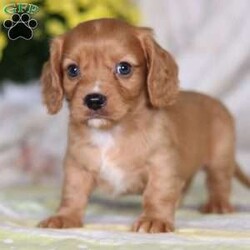 Carl/Dachshund Mix									Puppy/Male	/7 Weeks,Meet Carl a cutie like this is a rare find! Carl is a Dachshund/Cavalier puppy, this sweet dog is the missing piece to your family puzzle. His gentle nature, intelligence, and undeniable cuteness will bring warmth and happiness to your home. With his cute puppy dog eyes and his winning ways, he is sure to have you wrapped around his paw in no time! He loves to run and play in the outdoors and will never turn down a walk he is also the best snuggle buddy, get ready for a lifetime of happiness with this little one!
