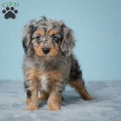 Missy/Cavapoo									Puppy/Female	/8 Weeks,To contact the breeder about this puppy, click on the “View Breeder Info” tab above.