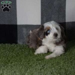 Lady/Mini Aussiedoodle									Puppy/Female	/8 Weeks,Lady is a beautiful blue merle mini ausssie doodle.She has blue eyes. and does very good with small kids