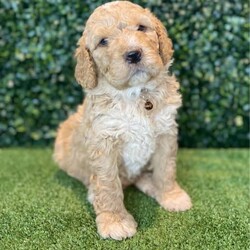 Adopt a dog:5 x F1b Standard Groodles (DNA Clear) Free Delivery Sydney//Male/Younger Than Six Months,5 x beautiful purebred F1b Standard Groodle puppies available to a loving home. Ready to go from the 29th November and we can deliver them to Sydney on this date.- 5 x MalesPuppies come :- With first round of vaccinations & microchipped- Vet check report- 6 weeks free pet insurance- Not desexed- Wormed every 2 weeksThe puppies have been raised indoors and outdoors, and around children and other puppies. These puppies will be low shedding, some do have more of a non-shedding/poodle type coat, some have more of the typical first generation groodle look that will be wavy and fleece. Similar to bordoodle, labradoodle, Aussiedoodle.The father is a DNA Clear 25kg Black Parti Standard Poodle, the mother is a 28kg DNA tested Clear Standard Groodle. We own both parents and I can send photos of parents on request.Once our puppies leave, we:- Would love to see updates!- Offer a rehoming policy- Offer a 18 month health guarantee- Have a Facebook page you can stay in touch or see other puppies we have bred- Offer support and are free to talk at any time throughout your puppies lifeWe are located in Nyngan NSW, can get to Dubbo at any stage. Road transport is usually organised from Dubbo. There will be free transport to Sydney, with a chosen meeting location and time. Happy to arrange other freight at buyers expense, flights from Sydney to another capital city are usually around $300Full members of AAPDB: 16947BIN: B000738270We have a website & Facebook page Country Canine Co. Please look on our Facebook group Country Canine Co. Families for photos of the previous litter as adults.