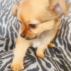 ❤️Amazing Tiny Pure Chihuahua pups MUST SEE!!❤️/Chihuahua (Long Coat)/Both/Younger Than Six Months,***SERIOUS ENQUIRIES ONLY***PRICE REDUCED THESE TINY CHIHUAHUA PUPS ARE LOOKING FOR WONDERFUL PET HOMES