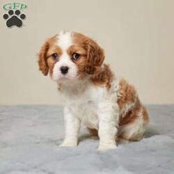 Jose/Cavalier King Charles Spaniel									Puppy/Male	/8 Weeks,Meet Jose, an adorable Cavalier King Charles Spaniel puppy on a heartwarming journey to find his forever home. With his charming personality, Jose is sure to steal your heart. He has received excellent care and has been lovingly socialized, ensuring that he’ll be the perfect companion for any family. Rest assured, he’s been thoroughly vet-checked, is up-to-date on all his shots, and has been dewormed to ensure his good health. If you’re looking for a furry friend to bring joy and warmth into your life, Jose is ready to be your loyal and loving companion. Don’t miss the opportunity to welcome this sweet and playful puppy into your home.