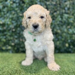 Adopt a dog:5 x F1b Standard Groodles (DNA Clear) Free Delivery Sydney//Male/Younger Than Six Months,5 x beautiful purebred F1b Standard Groodle puppies available to a loving home. Ready to go from the 29th November and we can deliver them to Sydney on this date.- 5 x MalesPuppies come :- With first round of vaccinations & microchipped- Vet check report- 6 weeks free pet insurance- Not desexed- Wormed every 2 weeksThe puppies have been raised indoors and outdoors, and around children and other puppies. These puppies will be low shedding, some do have more of a non-shedding/poodle type coat, some have more of the typical first generation groodle look that will be wavy and fleece. Similar to bordoodle, labradoodle, Aussiedoodle.The father is a DNA Clear 25kg Black Parti Standard Poodle, the mother is a 28kg DNA tested Clear Standard Groodle. We own both parents and I can send photos of parents on request.Once our puppies leave, we:- Would love to see updates!- Offer a rehoming policy- Offer a 18 month health guarantee- Have a Facebook page you can stay in touch or see other puppies we have bred- Offer support and are free to talk at any time throughout your puppies lifeWe are located in Nyngan NSW, can get to Dubbo at any stage. Road transport is usually organised from Dubbo. There will be free transport to Sydney, with a chosen meeting location and time. Happy to arrange other freight at buyers expense, flights from Sydney to another capital city are usually around $300Full members of AAPDB: 16947BIN: B000738270We have a website & Facebook page Country Canine Co. Please look on our Facebook group Country Canine Co. Families for photos of the previous litter as adults.