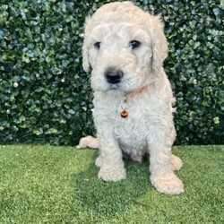 Adopt a dog:5 x F1b Standard Groodles (DNA Clear) Free Delivery Sydney//Male/Younger Than Six Months,5 x beautiful purebred F1b Standard Groodle puppies available to a loving home. Ready to go from the 29th November and we can deliver them to Sydney on this date.- 5 x MalesPuppies come :- With first round of vaccinations & microchipped- Vet check report- 6 weeks free pet insurance- Not desexed- Wormed every 2 weeksThe puppies have been raised indoors and outdoors, and around children and other puppies. These puppies will be low shedding, some do have more of a non-shedding/poodle type coat, some have more of the typical first generation groodle look that will be wavy and fleece. Similar to bordoodle, labradoodle, Aussiedoodle.The father is a DNA Clear 25kg Black Parti Standard Poodle, the mother is a 28kg DNA tested Clear Standard Groodle. We own both parents and I can send photos of parents on request.Once our puppies leave, we:- Would love to see updates!- Offer a rehoming policy- Offer a 18 month health guarantee- Have a Facebook page you can stay in touch or see other puppies we have bred- Offer support and are free to talk at any time throughout your puppies lifeWe are located in Nyngan NSW, can get to Dubbo at any stage. Road transport is usually organised from Dubbo. There will be free transport to Sydney, with a chosen meeting location and time. Happy to arrange other freight at buyers expense, flights from Sydney to another capital city are usually around $300Full members of AAPDB: 16947BIN: B000738270We have a website & Facebook page Country Canine Co. Please look on our Facebook group Country Canine Co. Families for photos of the previous litter as adults.