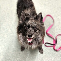 Adopt a dog:Pixie/Pomeranian/Female/Adult,You can fill out an adoption application online on our official website.Pixie is a beautiful chocolate merle puppy mill survivor looking for her happily ever after. She is 5 years old and weighs 18 pounds. Pixie has the typical puppy mill behaviors like being shy, acting like a statue for grooming and vetting, but besides that she is amazing for all she has endured. Pixie loves being pet and even allows strangers to give her scratches. She loves other dogs, enjoys playing with them and running around the yard. She is crate trained, house trained, and rides well in a car. She just isn't accepting of a harness and leash so she does require a fenced yard. Pixie is a very gentle soul who has made great progress adjusting to life in a home so now its time for this healthy girl to find her forever home.
To adopt Pixie, please complete an adoption application at peacelovepoms.rescuegroups.org. The $350 adoption donation ($250 for senior citizens 65+) includes core vaccines (Rabies, Parvo/Distemper, and Bordatella), Accuplex (Heart worm and Lyme test), fecal, microchip, bloodwork, spay, dental, and all the love you can handle!